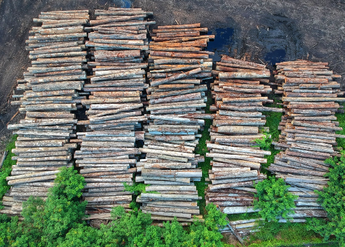 Amazônia: Desmatamento tem segunda maior cifra da série, diz Inpe